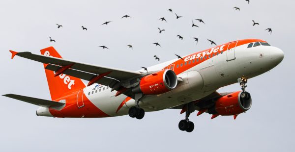
La menace de grève chez easyJet France n’a plus rien d’hypothétique. Après l’échec d’une ultime réunion entre la dir