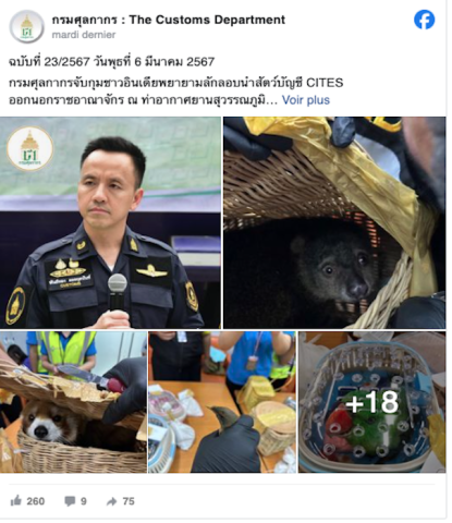 Un panda roux parmi 87 animaux trouvés dans des bagages à l'aéroport thaïlandais 29 Air Journal