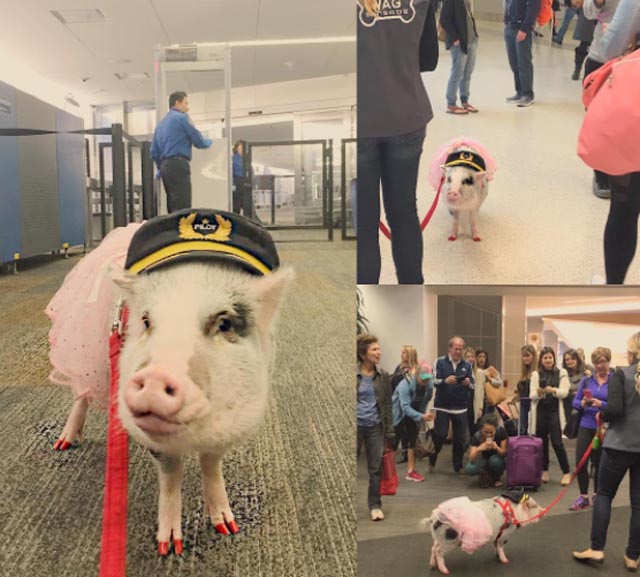 air-journal-lilou-tutu