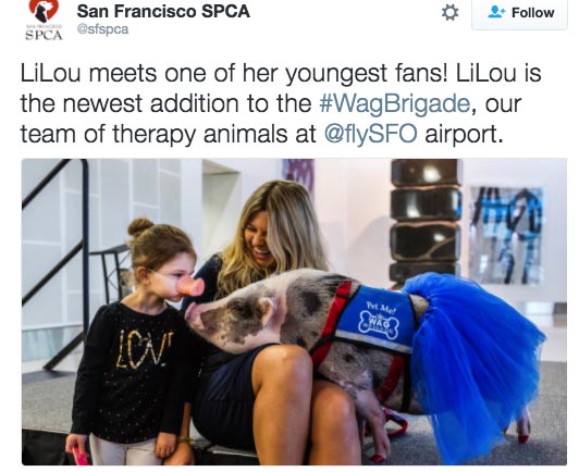 air-journal-spca-lilou-tweet