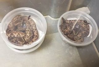 Un russe arrêté à Schiphol avec une cargaison venimeuse 50 Air Journal