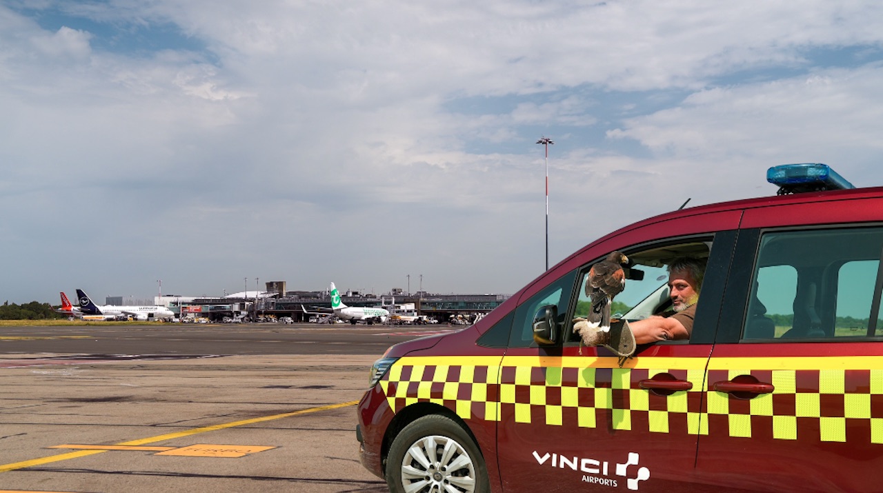 Nantes Atlantique, seul aéroport civil français doté d’une fauconnerie, dévoile les coulisses d’un effarouchement alternatif 1 Air Journal Nantes Atlantique, seul aéroport civil français doté d’une fauconnerie, dévoile les coulisses d’un effarouchement alternatif 1 Air Journal