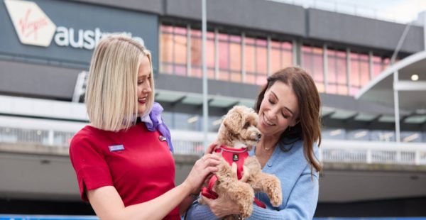 
Virgin Australia s apprête à devenir la première compagnie aérienne du pays à accueillir les animaux de compagnie à bord. S