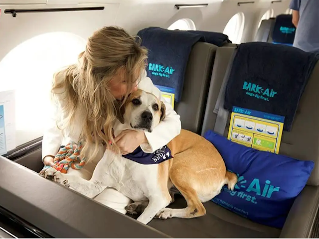 ITA Airways laisse les gros chiens -jusqu’à 30 kg- voyager en cabine, sans cage 1 Air Journal
