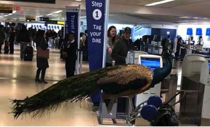 Laisser son chien en liberté dans l'avion ? Une amende qui peut valoir le prix d’un billet ! 1 Air Journal