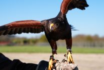 
Nantes Atlantique met en scène sa fauconnerie unique en France à travers une œuvre vidéo d’Anne‑Charlotte Finel, tout en 