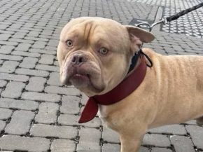 Son chien refusé à l'embarquement, elle l'envoie en taxi dans un refuge et prend l'avion... 2 Air Journal