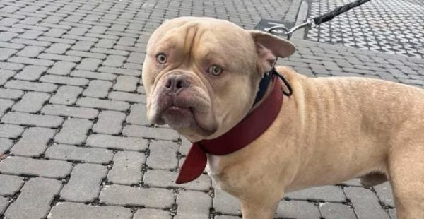 Son chien refusé à l'embarquement, elle l'envoie en taxi dans un refuge et prend l'avion... 1 Air Journal