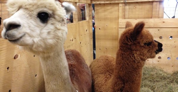 
Voyager peut être stressant, surtout pendant la période chargée de fin d’année. A l aéroport de Portland (Oregon, Etats-Un