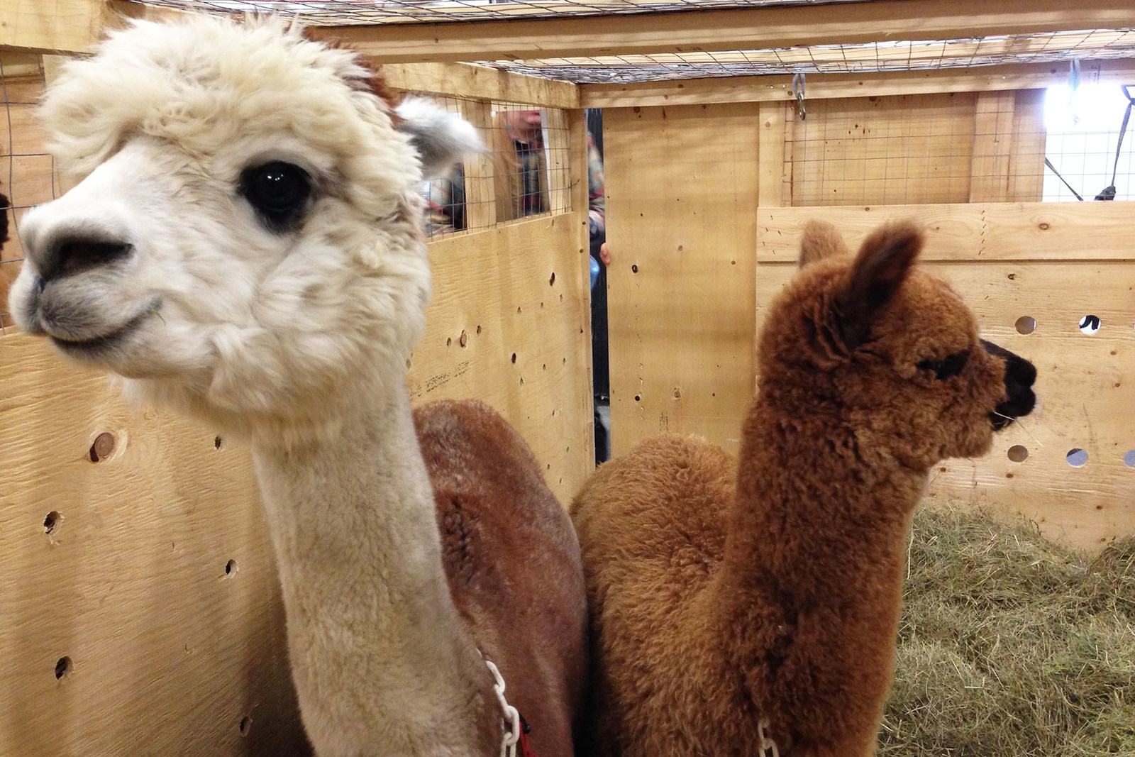 Insolite : des « lamas thérapeutiques » déployés l’aéroport de Portland (vidéo)