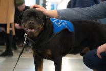 
ITA Airways va lancer un service inédit en Europe: les chiens de moyenne et grande taille pourront voyager en cabine, sans cage 