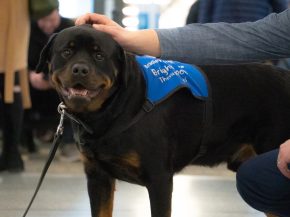 
ITA Airways va lancer un service inédit en Europe: les chiens de moyenne et grande taille pourront voyager en cabine, sans cage 