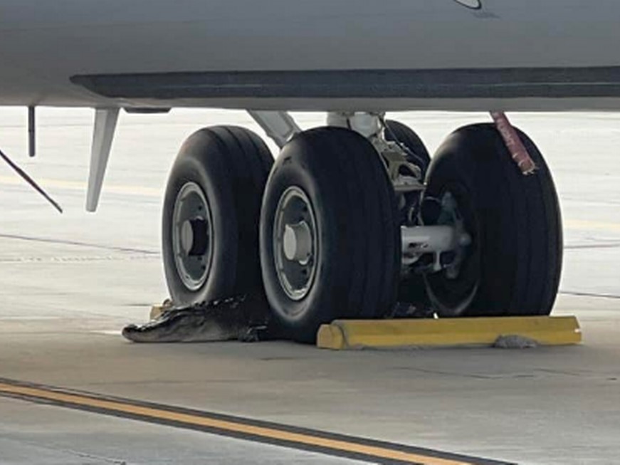 Vidéo : un alligator retrouvé dans le train d’atterrissage d’un avion en Floride