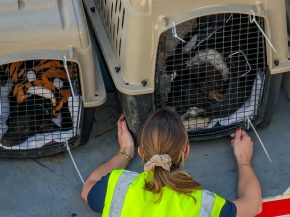 
Voyager avec un chien ou un chat reste possible chez la grande majorité des compagnies aériennes européennes, à condition de 