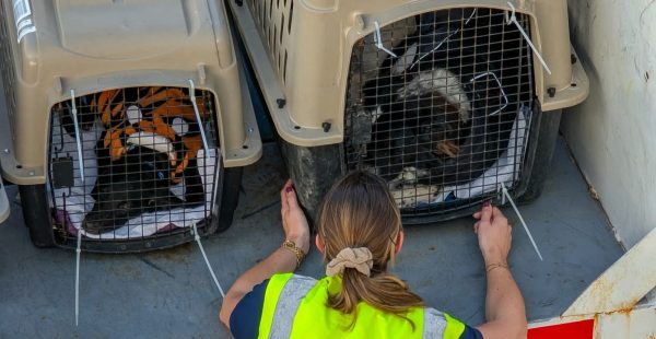 
Voyager avec un chien ou un chat reste possible chez la grande majorité des compagnies aériennes européennes, à condition de 