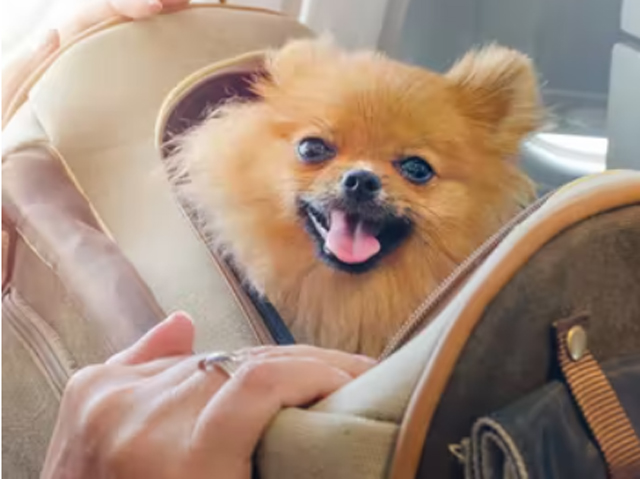 Transports d’animaux : la justice brésilienne rejette les demandes de passagers sur des vols Avianca et TAP