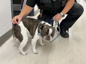 
Une passagère a abandonné son chien au départ de l aéroport internationale de Pittsburg (Pennsylvanie), faute d avoir son ani