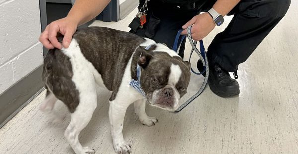 
Une passagère a abandonné son chien au départ de l aéroport internationale de Pittsburg (Pennsylvanie), faute d avoir son ani