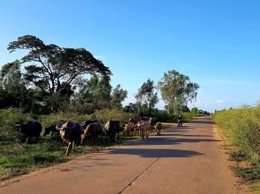 
La Thaïlande, bien qu elle soit célèbre pour ses îles paradisiaques et ses temples bouddhistes, offre une multitude d autres 