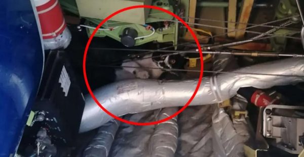 
L histoire est arrivée la semaine dernière à l aéroport Rome-Ciampino : alors que le Boeing 737 de Ryanair était prêt pour 