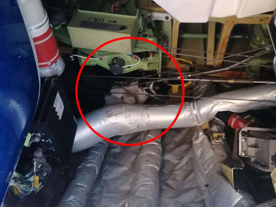 Ryanair : un Boeing 737 immobilisé pendant deux jours à cause d’un chat clandestin