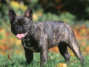 
Un bouledogue français, appelé Ewok et âgé de 5 ans, est décédé le 19 juin dernier dans la soute d un avion de Corsair, au