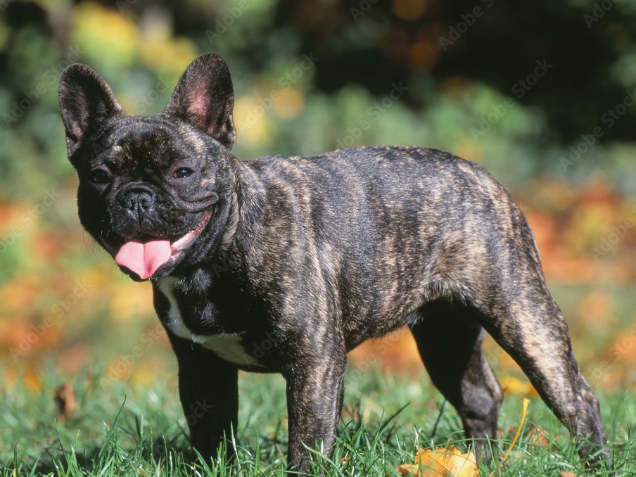 Décès d’un chien dans la soute d’un avion : une pétition pour plus de sécurité lors du transport des animaux