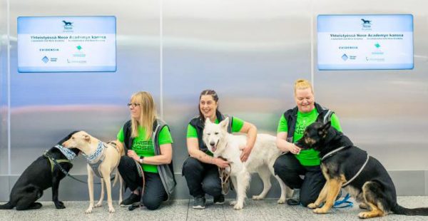 Des chiens entraînés à détecter le coronavirus ont commencé cette semaine à renifler des passagers volontaires à l aéropor