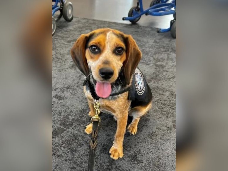 Etats-Unis : expulsion d’un passager égyptien qui a frappé un chien des douanes