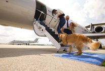 
Prendre l avion avec un chien peut s avérer délicat et les options sont limitées. S ils sont suffisamment petits, vous pouvez 