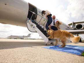 
Prendre l avion avec un chien peut s avérer délicat et les options sont limitées. S ils sont suffisamment petits, vous pouvez 