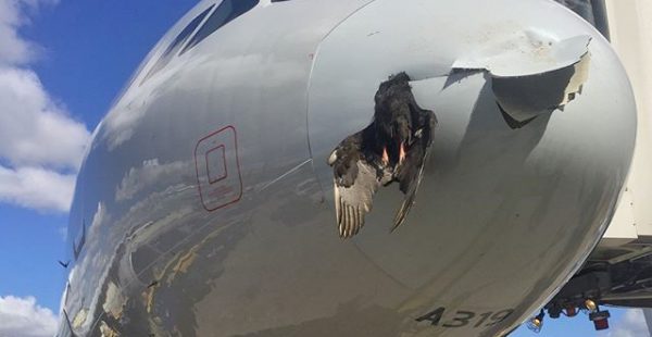 
Les collisions aviaires, également appelées  bird strikes  en anglais, sont en effet un danger potentiel pour les avions de lig