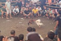 
Korean Air vient de renoncer à transporter des coqs destinés aux combats, sous la pression d’ONG et après des années de con