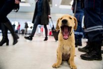 
Nouvelle prise pour les douanes françaises contre le trafic d’espèces protégées : à l’aéroport de Bordeaux-Mérign