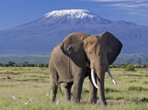 
Avec ses réserves exceptionnelles comme le Serengeti, célèbre pour la grande migration des gnous, et le Kilimandjaro, plus hau