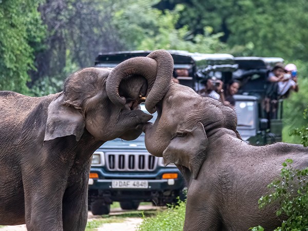 Tourisme au Sri Lanka : le grand retour de la « perle de l’océan Indien » 4 Air Journal