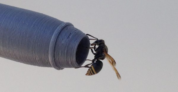 
A l aéroport de Brisbane, en Australie, des guêpes construisent leurs nids au niveau des sondes Pitot, pouvant perturber le bon