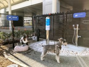 L aéroport international d Osaka est le premier aéroport au Japon à abriter des toilettes à l usage exclusif des chiens.

L 
