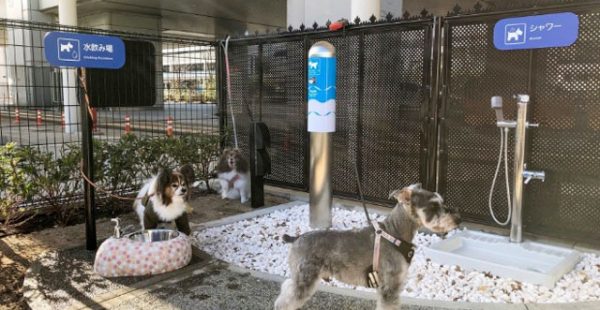 L aéroport international d Osaka est le premier aéroport au Japon à abriter des toilettes à l usage exclusif des chiens.

L 