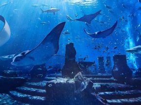 Emirates offre à ses passagers au départ de France la possibilité de profiter de tarifs exceptionnels pour découvrir Dubaï, i