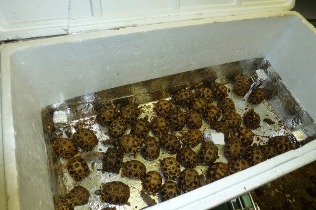 air-journal saisie-170-tortues-etoilees-roissy3