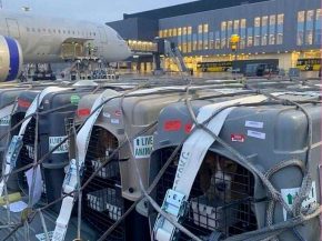 
Entre avril 2021 et mai 2023, SAS Scandinavian Airlines et d’autres entreprises ont transporté plus de 5 300 chiens provenant 