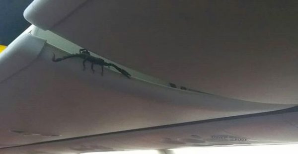 Jeudi dernier, les passagers d’un vol Lion Air reliant les villes de Pekanbaru et Jakarta (Indonésie) ont découvert avec effro