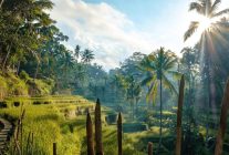 
L’Indonésie a accueilli environ 13,9 millions de visiteurs internationaux en 2024 et autour de 15 à 16 millions de touris