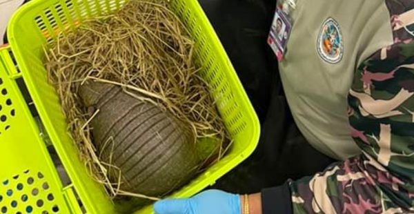 
Deux Indiennes ont été arrêtées à l aéroport international Suvarnabhumi de Bangkok alors qu elles s apprêtaient à prendre