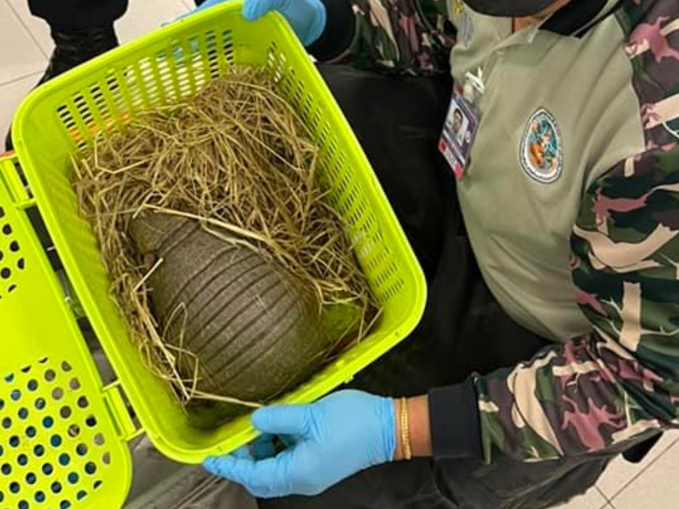 Trafic : 109 animaux sauvages vivants entassés dans deux valises à l’aéroport de Bangkok