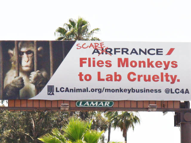 Air France va cesser de transporter des primates destinés aux laboratoires 1 Air Journal