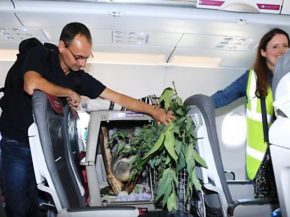 Les passagers d un vol de la compagnie aérienne low cost Eurowings entre Düsseldorf et Edimbourg ont voyagé avec un invité ina