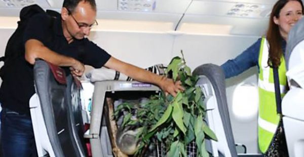 Les passagers d un vol de la compagnie aérienne low cost Eurowings entre Düsseldorf et Edimbourg ont voyagé avec un invité ina