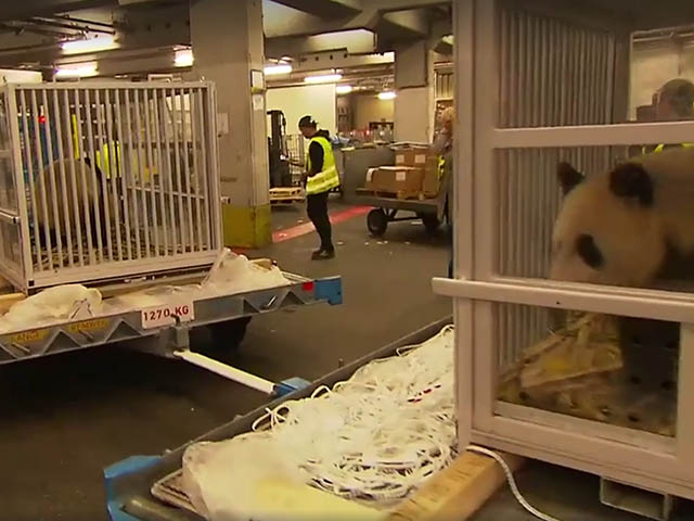 Deux pandas géants dans la soute de KLM (photos) 9 Air Journal
